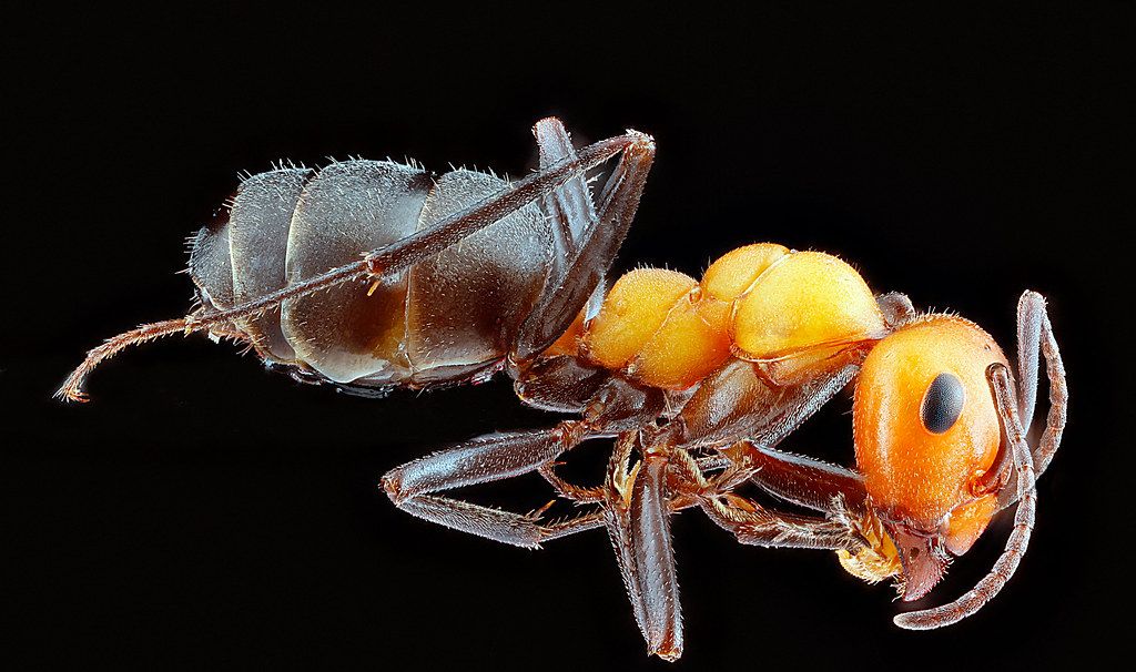 Ant Control service in North Charleston, SC