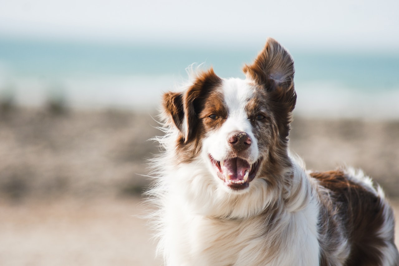 Flea & Tick Control service in North Charleston, SC