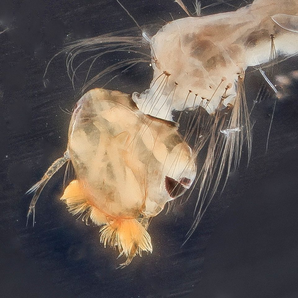 Mosquito Control service in North Charleston, SC