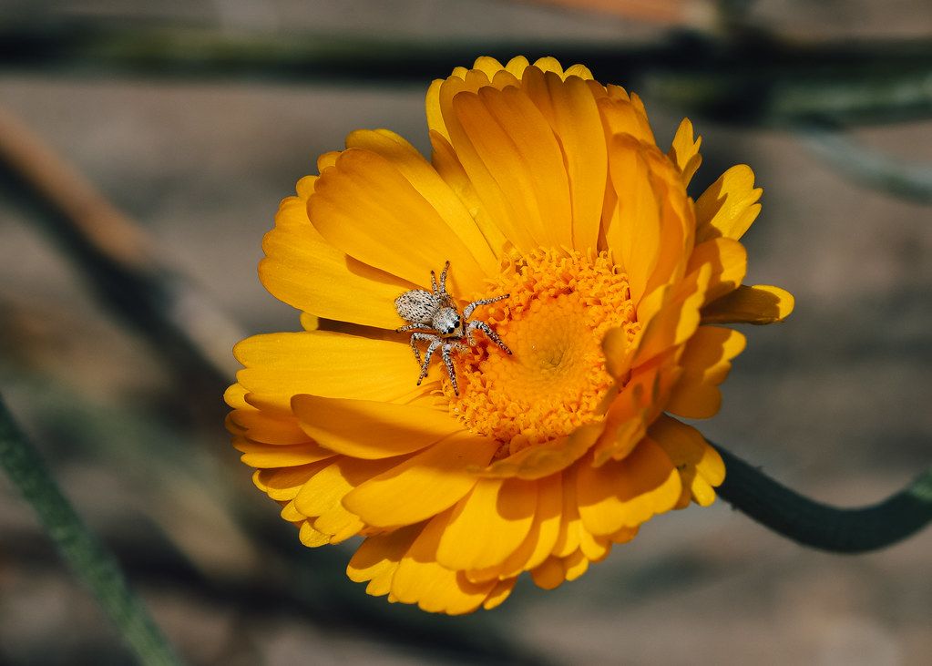 Spider Control service in North Charleston, SC